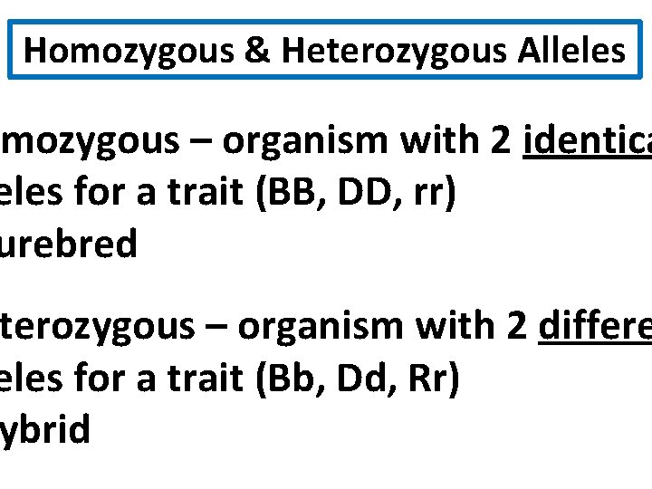 Homozygous & Heterozygous Alleles mozygous – organism with 2 identica eles for a trait