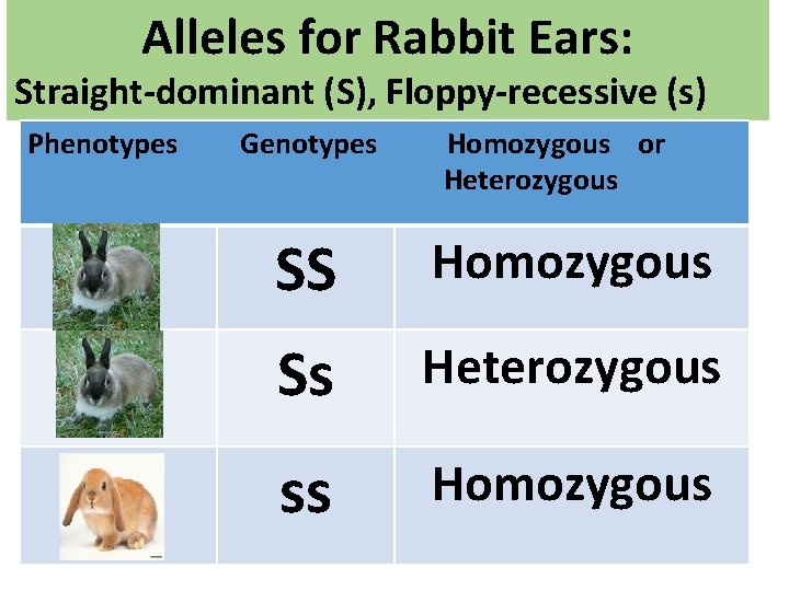 Alleles for Rabbit Ears: Straight-dominant (S), Floppy-recessive (s) Phenotypes Genotypes Homozygous or Heterozygous SS