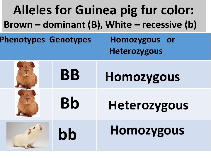 Alleles for Guinea pig fur color: Brown – dominant (B), White – recessive (b)