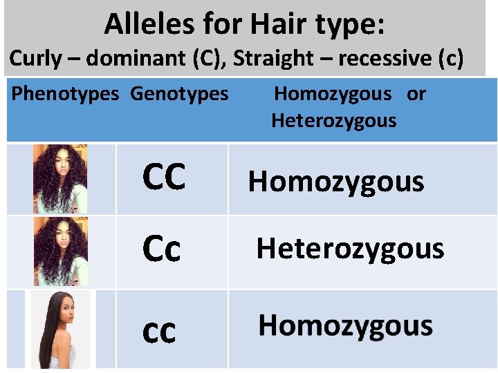 Alleles for Hair type: Curly – dominant (C), Straight – recessive (c) Phenotypes Genotypes