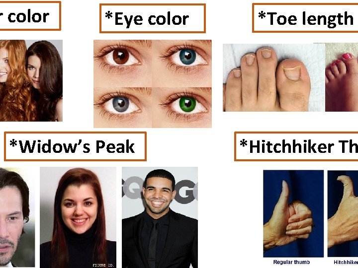 r color *Eye color *Widow’s Peak *Toe length *Hitchhiker Th 