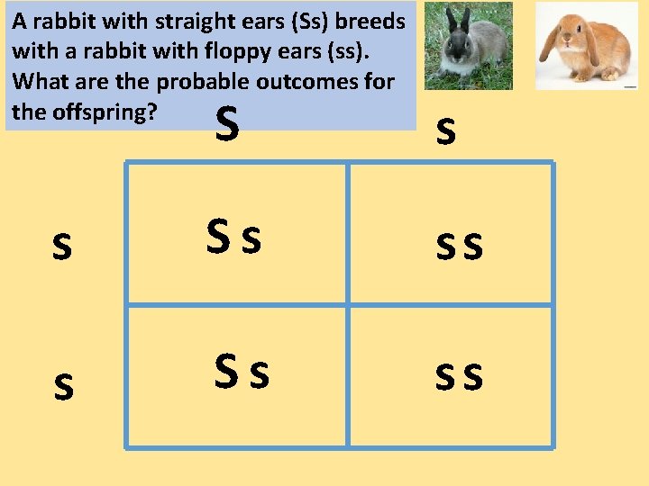 A rabbit with straight ears (Ss) breeds with a rabbit with floppy ears (ss).