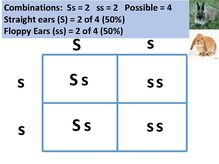 Combinations: Ss = 2 ss = 2 Possible = 4 Straight ears (S) =