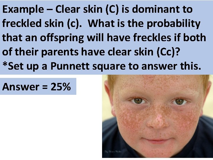 Example – Clear skin (C) is dominant to freckled skin (c). What is the