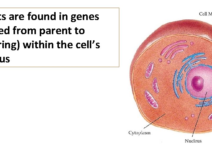 ts are found in genes ed from parent to ring) within the cell’s us