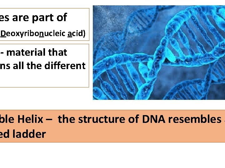 es are part of (Deoxyribonucleic acid) - material that ns all the different ble