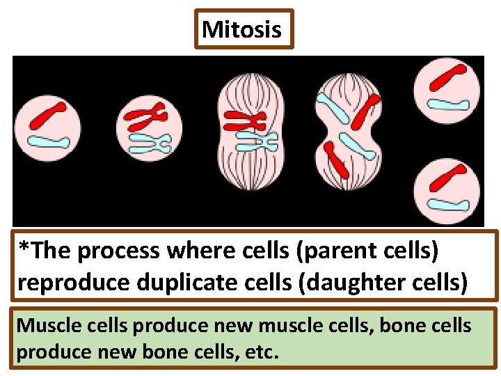 Mitosis *The process where cells (parent cells) reproduce duplicate cells (daughter cells) Muscle cells