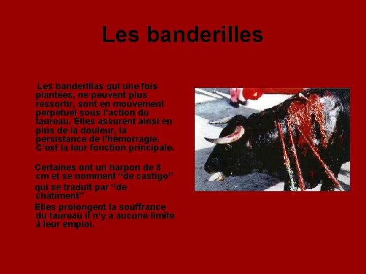 Les banderilles Les banderillas qui une fois plantées, ne peuvent plus ressortir, sont en