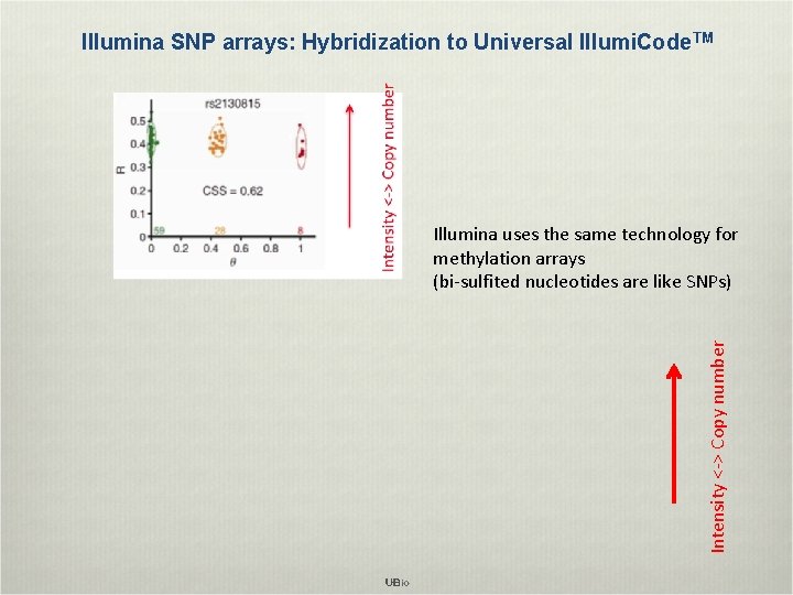 Illumina SNP arrays: Hybridization to Universal Illumi. Code TM Intensity <-> Copy number Illumina