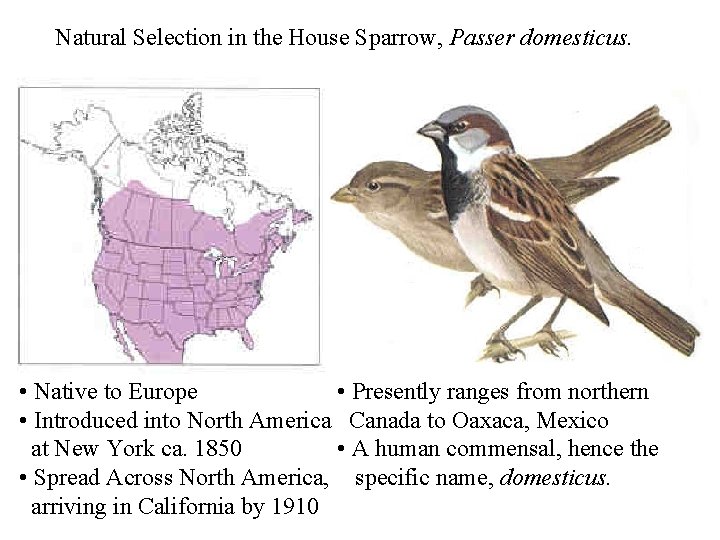 Natural Selection in the House Sparrow, Passer domesticus. • Native to Europe • Presently