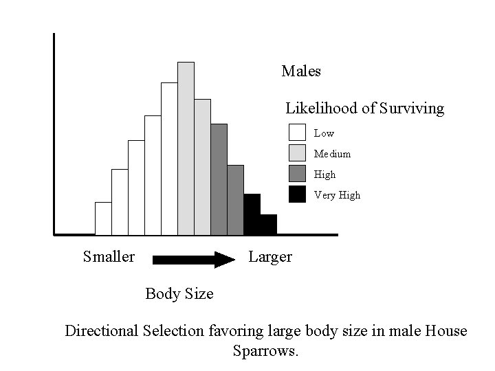 Males Likelihood of Surviving Low Medium High Very High Smaller Larger Body Size Directional