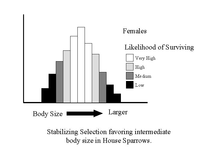 Females Likelihood of Surviving Very High Medium Low Body Size Larger Stabilizing Selection favoring