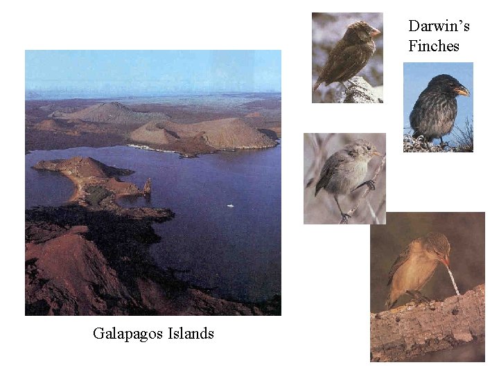 Darwin’s Finches Galapagos Islands 