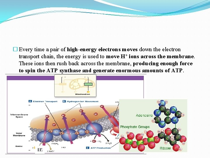 � Every time a pair of high-energy electrons moves down the electron transport chain,