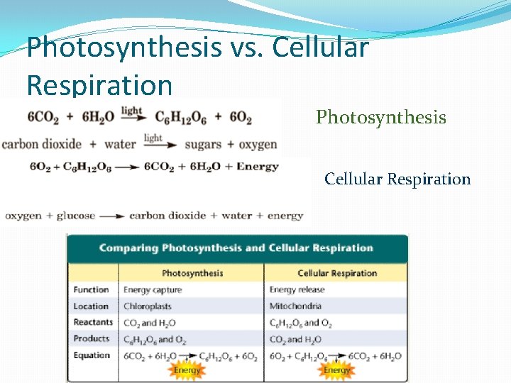 Photosynthesis vs. Cellular Respiration Photosynthesis Cellular Respiration 
