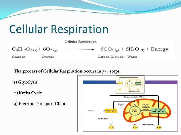 Cellular Respiration The process of Cellular Respiration occurs in 3 -4 steps. 1) Glycolysis