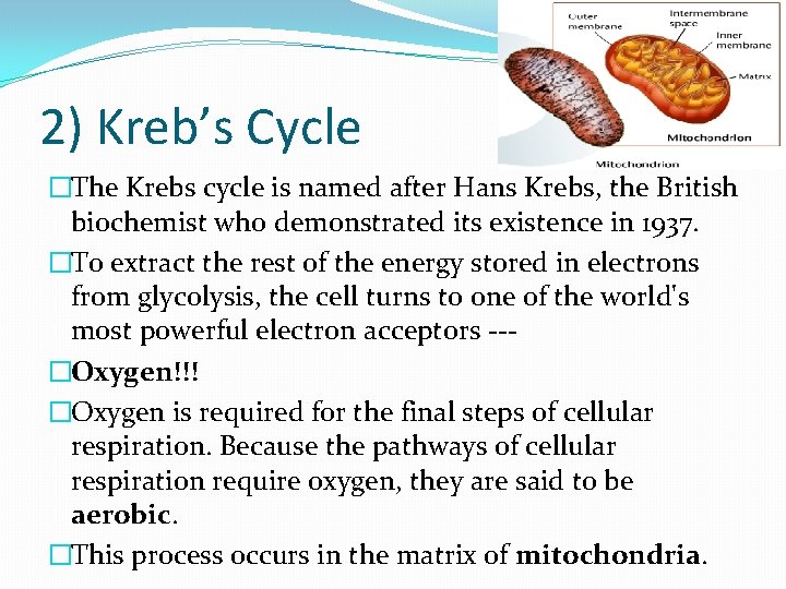 2) Kreb’s Cycle �The Krebs cycle is named after Hans Krebs, the British biochemist