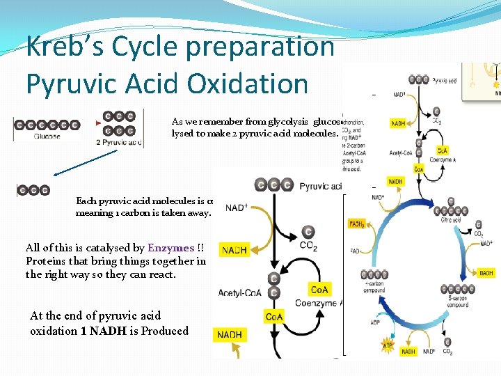 Kreb’s Cycle preparation Pyruvic Acid Oxidation As we remember from glycolysis glucose was lysed