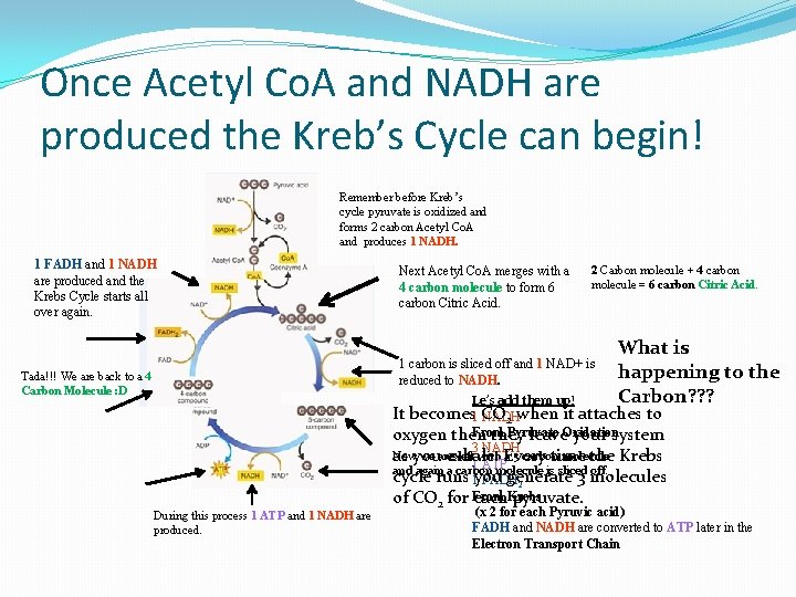 Once Acetyl Co. A and NADH are produced the Kreb’s Cycle can begin! Remember