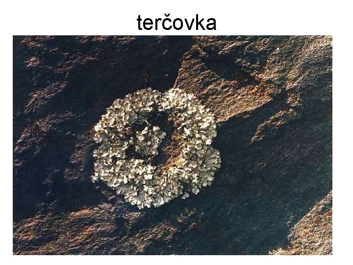 terčovka 