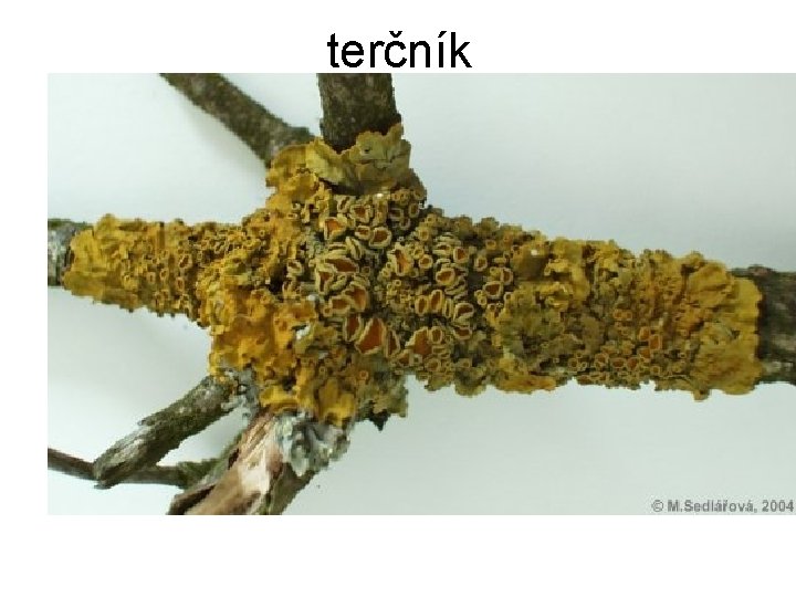 terčník 