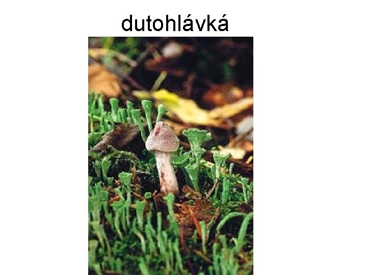 dutohlávká 