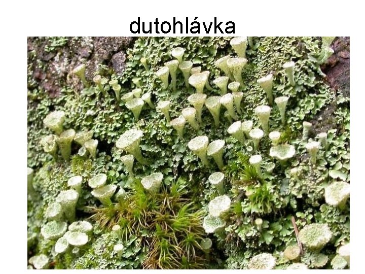 dutohlávka 