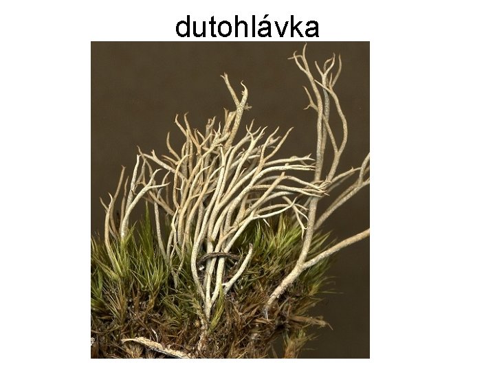 dutohlávka 