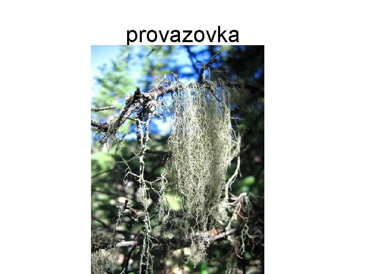 provazovka 