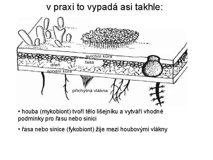 v praxi to vypadá asi takhle: • houba (mykobiont) tvoří tělo lišejníku a vytváří