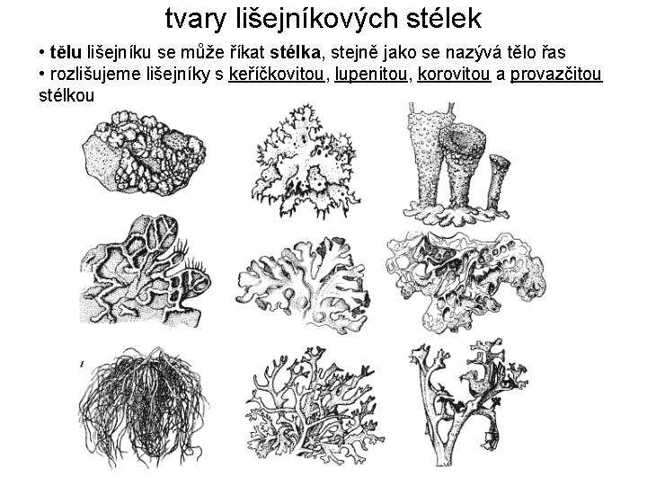 tvary lišejníkových stélek • tělu lišejníku se může říkat stélka, stejně jako se nazývá