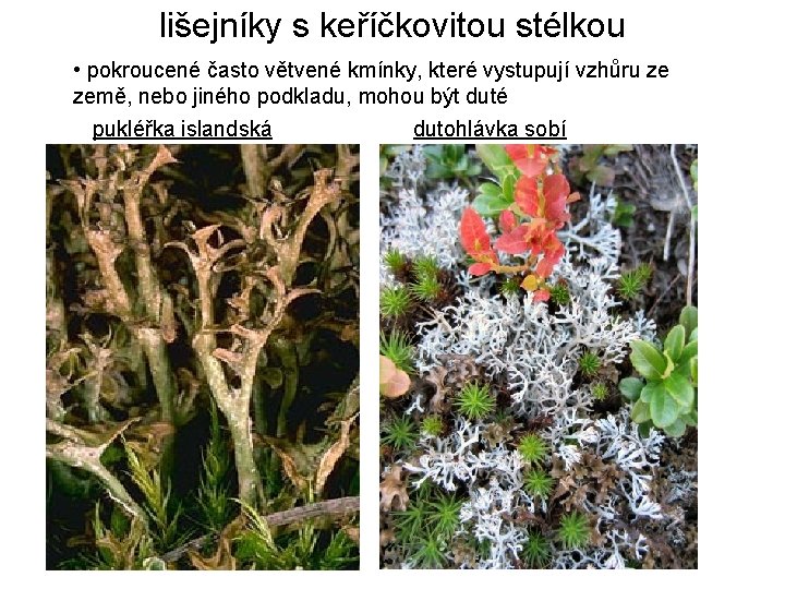 lišejníky s keříčkovitou stélkou • pokroucené často větvené kmínky, které vystupují vzhůru ze země,