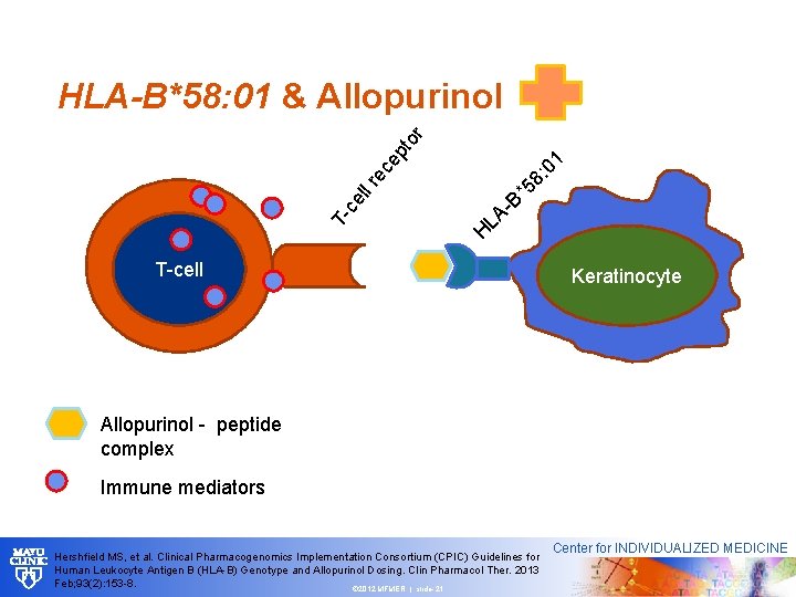 pt or HLA-B*58: 01 & Allopurinol 1 T- ce ll r ec e :