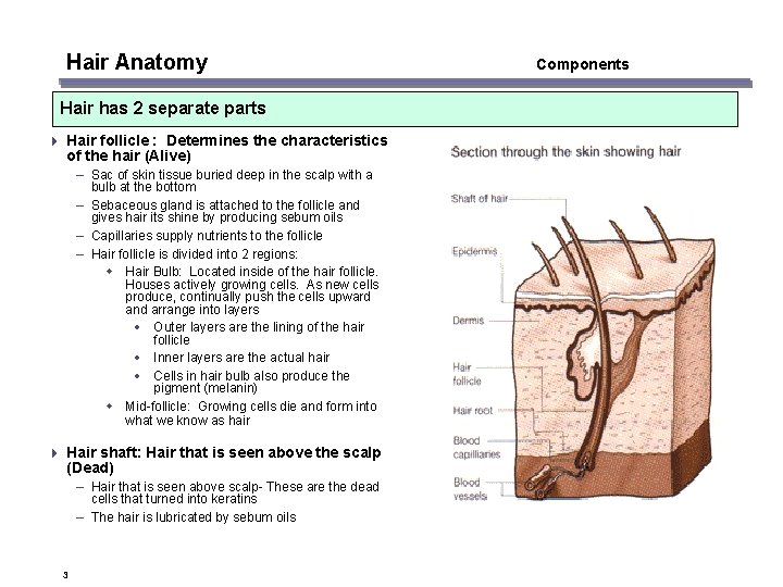 Hair Anatomy Hair has 2 separate parts 4 Hair follicle : Determines the characteristics