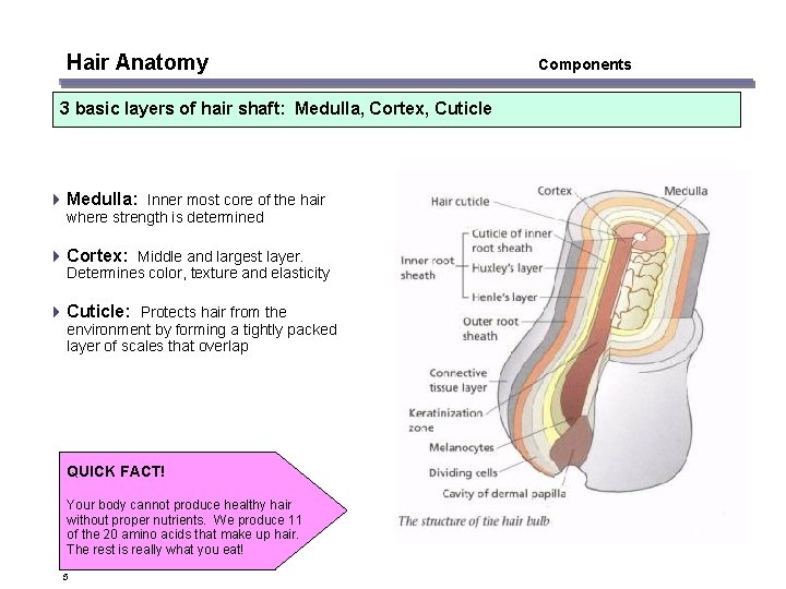 Hair Anatomy 3 basic layers of hair shaft: Medulla, Cortex, Cuticle 4 Medulla: Inner