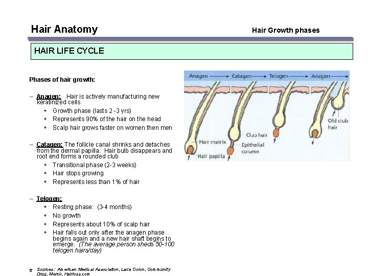Hair Anatomy HAIR LIFE CYCLE Phases of hair growth: – Anagen: Hair is actively