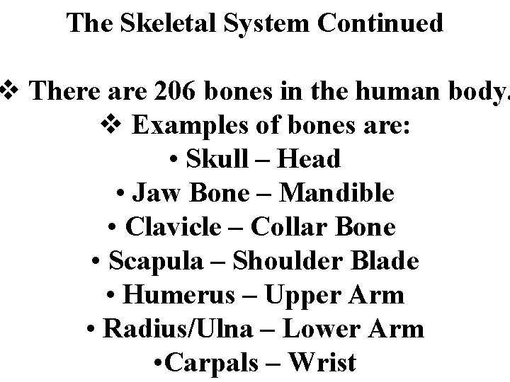 The Skeletal System Continued v There are 206 bones in the human body. v