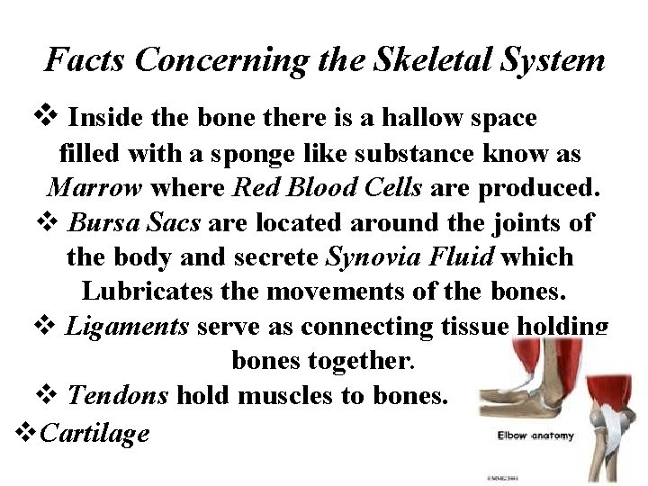 Facts Concerning the Skeletal System v Inside the bone there is a hallow space