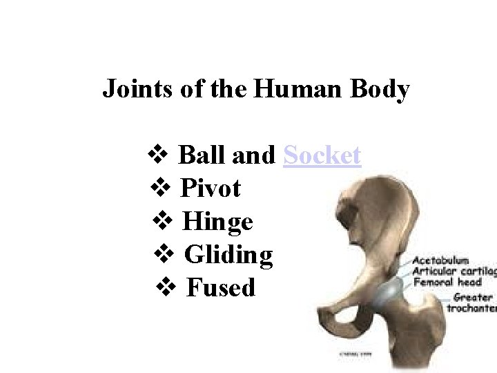 Joints of the Human Body v Ball and Socket v Pivot v Hinge v