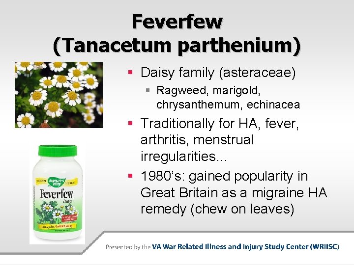 Feverfew (Tanacetum parthenium) § Daisy family (asteraceae) § Ragweed, marigold, chrysanthemum, echinacea § Traditionally