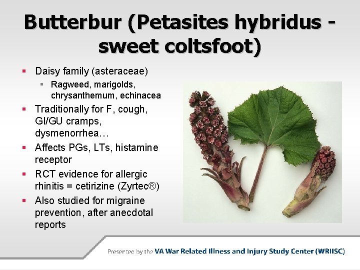 Butterbur (Petasites hybridus sweet coltsfoot) § Daisy family (asteraceae) § Ragweed, marigolds, chrysanthemum, echinacea