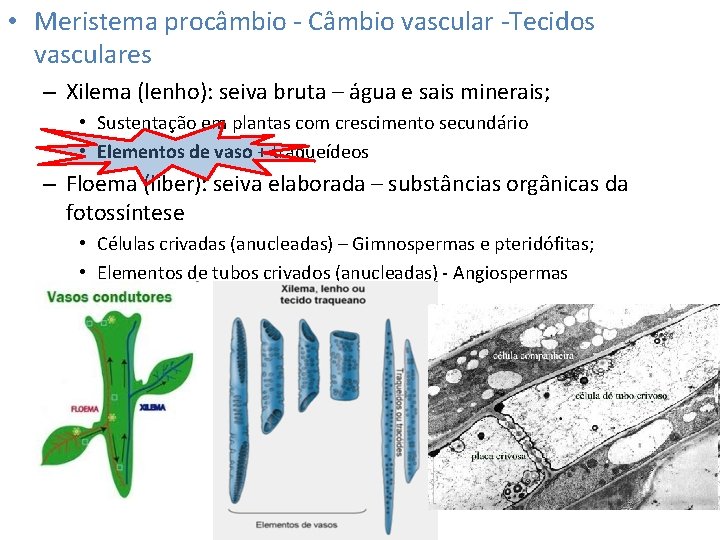  • Meristema procâmbio - Câmbio vascular -Tecidos vasculares – Xilema (lenho): seiva bruta