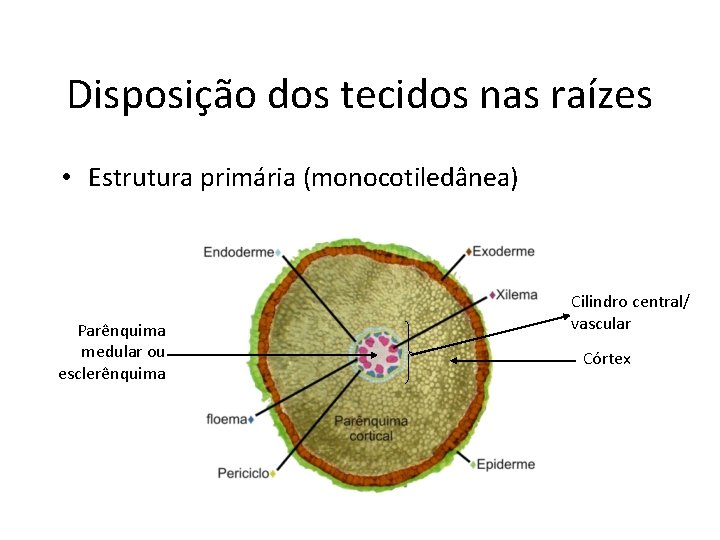 Disposição dos tecidos nas raízes • Estrutura primária (monocotiledânea) Parênquima medular ou esclerênquima Cilindro