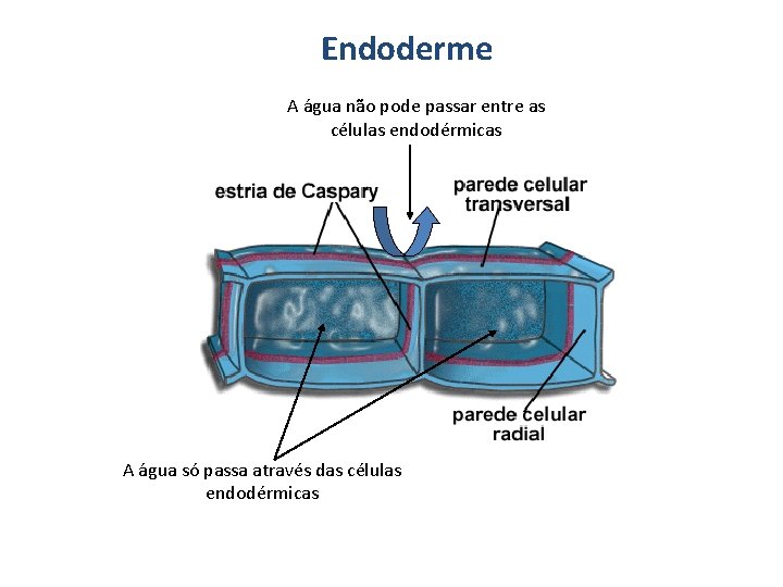 Endoderme A água não pode passar entre as células endodérmicas A água só passa