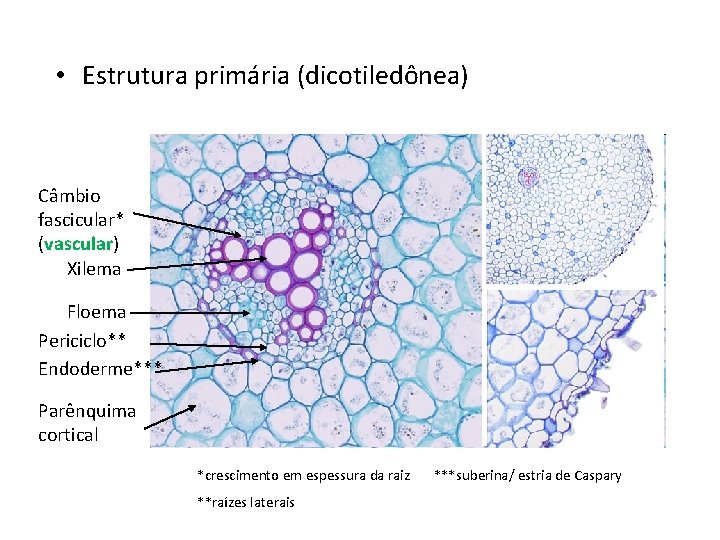  • Estrutura primária (dicotiledônea) Câmbio fascicular* (vascular) Xilema Floema Periciclo** Endoderme*** Parênquima cortical