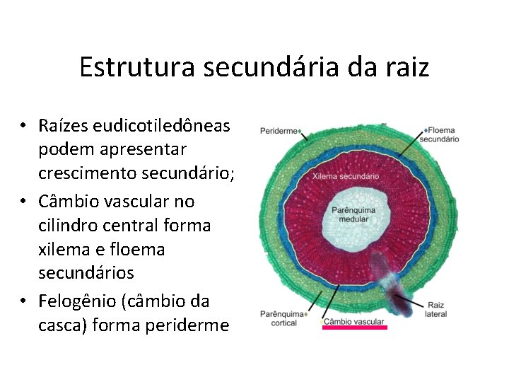 Estrutura secundária da raiz • Raízes eudicotiledôneas podem apresentar crescimento secundário; • Câmbio vascular