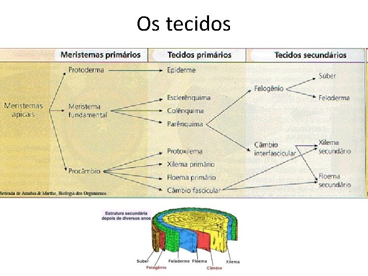 Os tecidos 