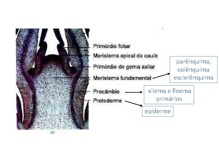 parênquima, colênquima esclerênquima xilema e floema primários epiderme 