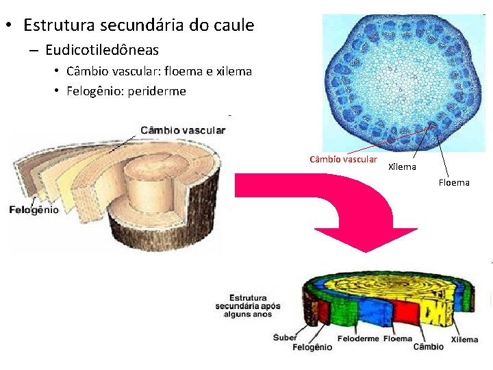  • Estrutura secundária do caule – Eudicotiledôneas • Câmbio vascular: floema e xilema