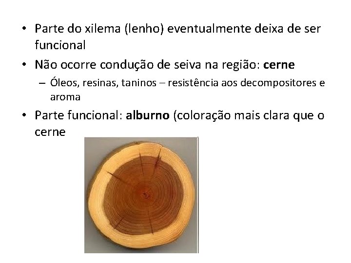  • Parte do xilema (lenho) eventualmente deixa de ser funcional • Não ocorre